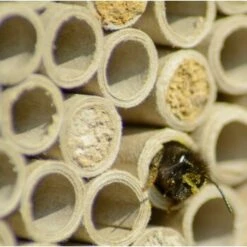 Dobar Großes Profi-Insektenhotel 9 Dobar Großes Profi-Insektenhotel -VERSELE-LAGA Verkäufe 090e56c238a937a7f8b4416b233d611bb55a231a 7a03522e70dce7ac8cc27bfc448a16225867f712