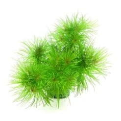 DENNERLE Wasserpflanzen-Set "100 L Basic" -VERSELE-LAGA Verkäufe 110db7ee7a11adc40a630520f0473d1f57735a7d 1322330 de DE dennerle wasserpflanzen set wb