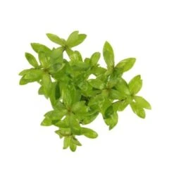 DENNERLE Wasserpflanzen-Set "60L Bund Basic" -VERSELE-LAGA Verkäufe 11400200d53a940cb3e70d9a800bd5bb53cfe9a1 6f16b6e484a42cffa4defe9431d124ceb3afa615