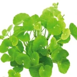 DENNERLE Wasserpflanzen-Set "100 L Basic" -VERSELE-LAGA Verkäufe 1b1bf41f19855fc6c95fe1af4e5be70bb164c896 570e13a561501d074d044f4c27218c752dbb6344