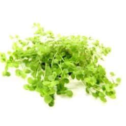 DENNERLE Wasserpflanzen-Set "80L Basic" -VERSELE-LAGA Verkäufe 242fffd2e66c7dd4022a5b29d3eb88a62c0eeac3 2c40e0a9741f7d5799d4cf8683f816dbe6584a43