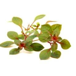 DENNERLE Wasserpflanzen-Set "100 L Basic" -VERSELE-LAGA Verkäufe 337595eeae09ab2d806d714cd42e085eb4322c4b 3604e2dc19b7ac14d5537c3df07cdfcd9c7b5684