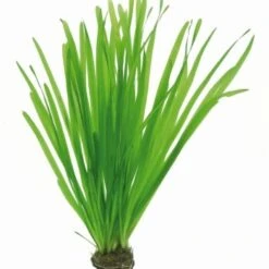 DENNERLE Wasserpflanzen-Set "100 L Basic" -VERSELE-LAGA Verkäufe 392b88092e76b92b8e939b65d5105ffb2d32c95e 8abbb3809b99750a351f6778a59c669826076daf