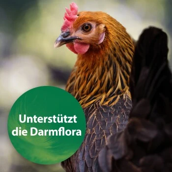 Quiko Spirulina 250 G 4 Quiko Spirulina 250 G – Bild 2