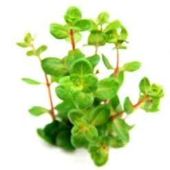 DENNERLE Wasserpflanzen-Set "30L Basic" 10 DENNERLE Wasserpflanzen-Set "30L Basic" -VERSELE-LAGA Verkäufe 3d5f62cb1da49b54dac5a8181f3125162822b60d 7e0a848f36b8a83e7ec04bdb9290b8947375b6c8