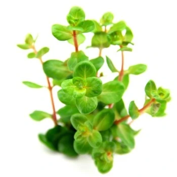 DENNERLE Wasserpflanzen-Set "30L Basic" 4 DENNERLE Wasserpflanzen-Set "30L Basic" – Bild 2