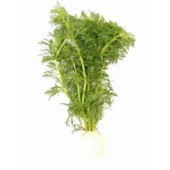 DENNERLE Wasserpflanzen-Set "60L Mix Start" -VERSELE-LAGA Verkäufe 4303931962ce04512aca6ac17088c092dfe110b7 1322326 de DE dennerle wasserpflanzen set wb