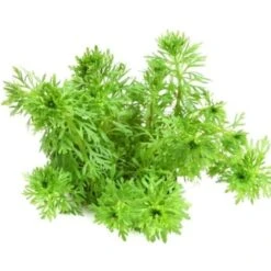 DENNERLE Wasserpflanzen-Set "60L Bund Basic" -VERSELE-LAGA Verkäufe 45f1098a9ca70c19086a718b6ca36619231f927e 0bb86521c38d1edcae4e20298e4843f0174af66d