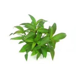 DENNERLE Wasserpflanzen-Set "60L Bund Basic" -VERSELE-LAGA Verkäufe 5bfc755e63b1bcb60f7707ea1f9bcce0f53b46aa 30b9eb8ab04b7f63dd7fa6854a19df3ca059e280