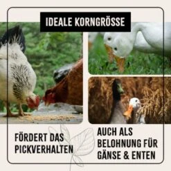 Aniforte FarmLife Hühner Futter Mix Mit Oregano 5 Kg -VERSELE-LAGA Verkäufe 613d98526a4a6ced35d3bc5779539af2ab2436f7 1496140 de DE 1a4043f235c1cca049d2bfbc4e65cafc7197bd27Z6Udr0