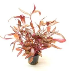 DENNERLE Wasserpflanzen-Set "80L Basic" -VERSELE-LAGA Verkäufe 6f32c3ba5de2a4eff639a59a15ef39e8e5734122 c3168249d9dc0300f1cfe6f547efd345c1f9bea0