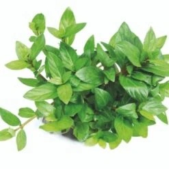 DENNERLE Wasserpflanzen-Set "80L Basic" -VERSELE-LAGA Verkäufe 70ce3194c36dbb8a1e2fe759e4722da9ca8e8db9 08eb4efe7c1d062e7c72bfa0b2a0a407d552abb3