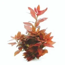 DENNERLE Wasserpflanzen-Set "30L Start" -VERSELE-LAGA Verkäufe 7c0610c9ff07559b0fa39acf42c03cbb5c948159 0636c182e015207853959ad2935716d7c756b832