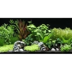 DENNERLE Wasserpflanzen-Set " 80L Start"