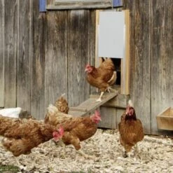 Kerbl Aluminium Schiebetür 30x40cm -VERSELE-LAGA Verkäufe 9adbfec2c621350389cff33263863e00153b2fba 4e7d9e8f05a864573ac9c0e1a528d1cf367b16b7