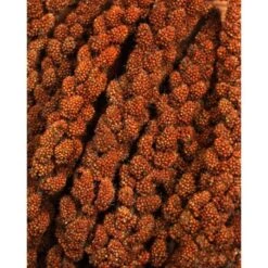 JR Farm Rote Kolbenhirse 3x500g 7 JR Farm Rote Kolbenhirse 3x500g -VERSELE-LAGA Verkäufe a82a102d1eda94bcde77dc74a64059781f0d94de 1486de799c65d570b657706aa3a6e64c76cdddd1