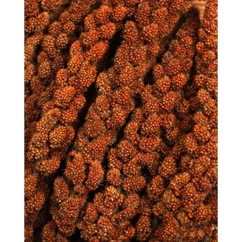 JR Farm Rote Kolbenhirse 3x500g 5 JR Farm Rote Kolbenhirse 3x500g – Bild 3