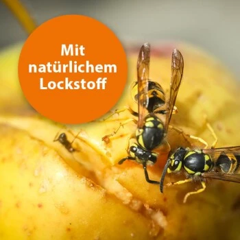 Ardap Wespenfalle Nachfüller 2er Pack 4 Ardap Wespenfalle Nachfüller 2er Pack – Bild 2