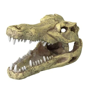 Europet Bernina Krokodil Schädel 3 Europet Bernina Krokodil Schädel