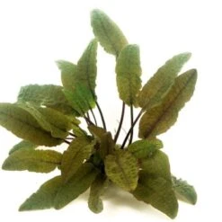 DENNERLE Wasserpflanzen-Set "60L Mix Start" -VERSELE-LAGA Verkäufe b1a36d612662a6c4d102ca7736783a05d908b6f7 9e03a48ec1b123c6116ae5a9012c0589e277c183