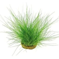 DENNERLE Wasserpflanzen-Set "30L Basic" 13 DENNERLE Wasserpflanzen-Set "30L Basic" -VERSELE-LAGA Verkäufe b302da7a118d8b0784b8d0b3e6ec901755c0876c 5cbad5916f016aa225edbec95551c69d93e3606c