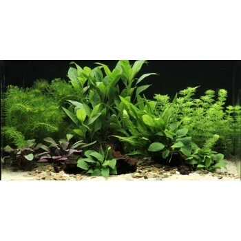 DENNERLE Wasserpflanzen-Set "60L Mix Basic" 2 DENNERLE Wasserpflanzen-Set "60L Mix Basic"