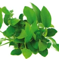 DENNERLE Wasserpflanzen-Set "30L Start" -VERSELE-LAGA Verkäufe bb7e9d77c046de07c0f2e4500da098b2a66d657f b0685e691e998097029009e7e4040bde8daba7d0