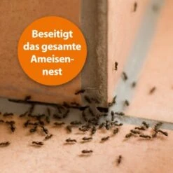 Ardap Ameisen Köderdose 3er Pack -VERSELE-LAGA Verkäufe bef656cbe3707149fd9e3abee6a07d9201aa58e2 1385164 de DE d2fe27704e9569144d908302d9ebbbee5ee43d02o9z7sc