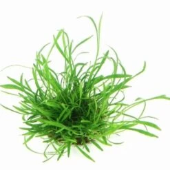 DENNERLE Wasserpflanzen-Set "100 L Basic" -VERSELE-LAGA Verkäufe c0290522f98f09ba738a631493a2868ae2d06c9f 50345e948b073844d5159c5a2db2c79c3a18b5a2