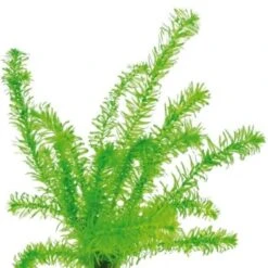 DENNERLE Wasserpflanzen-Set "60L Mix Basic" 12 DENNERLE Wasserpflanzen-Set "60L Mix Basic" -VERSELE-LAGA Verkäufe c611cfc3304c6dea406ebfb3d40eca1e3df079b4 e0acd0f6f0c0f4434f3244304818a6e05936a422