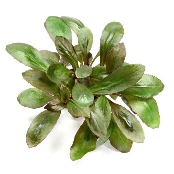 DENNERLE Wasserpflanzen-Set "30L Basic" 6 DENNERLE Wasserpflanzen-Set "30L Basic" – Bild 4