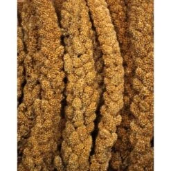 JR Farm Gelbe Kolbenhirse 1,5 Kg -VERSELE-LAGA Verkäufe f38b3973c37de3c4049cfe33760d45f9b1030524 bf617f613049b6bf32c99e0b1ff1845b71b1521d