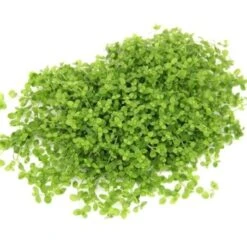 DENNERLE Wasserpflanzen-Set "60L Mix Start" -VERSELE-LAGA Verkäufe f945cd38baa26d07e4a4bfe2fd490c7596df5c5a 6f3e41cf095da92de633d7ca3f509b710f9aeee4