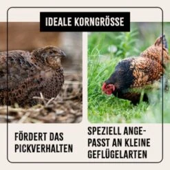 Aniforte FarmLife Wachtel Futter Müsli 5 Kg 13 Aniforte FarmLife Wachtel Futter Müsli 5 Kg -VERSELE-LAGA Verkäufe f9d4ddeefe1612dbc4a30e79d439391497fdb8eb 1496424 de DE cc35c973e64a4721f03572d0efc40fd0204d0410AxwbbK