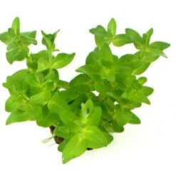 DENNERLE Wasserpflanzen-Set "30L Start" -VERSELE-LAGA Verkäufe fbe8acee562b15a9972675c6ca3a91f581c26865 6cb3d0c7e8419967d077c05883500095339191c4