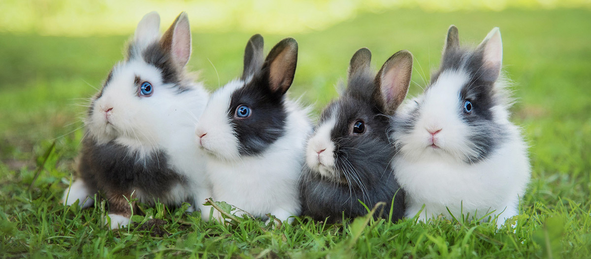 VERSELE-LAGA Verkäufe -VERSELE-LAGA Verkäufe