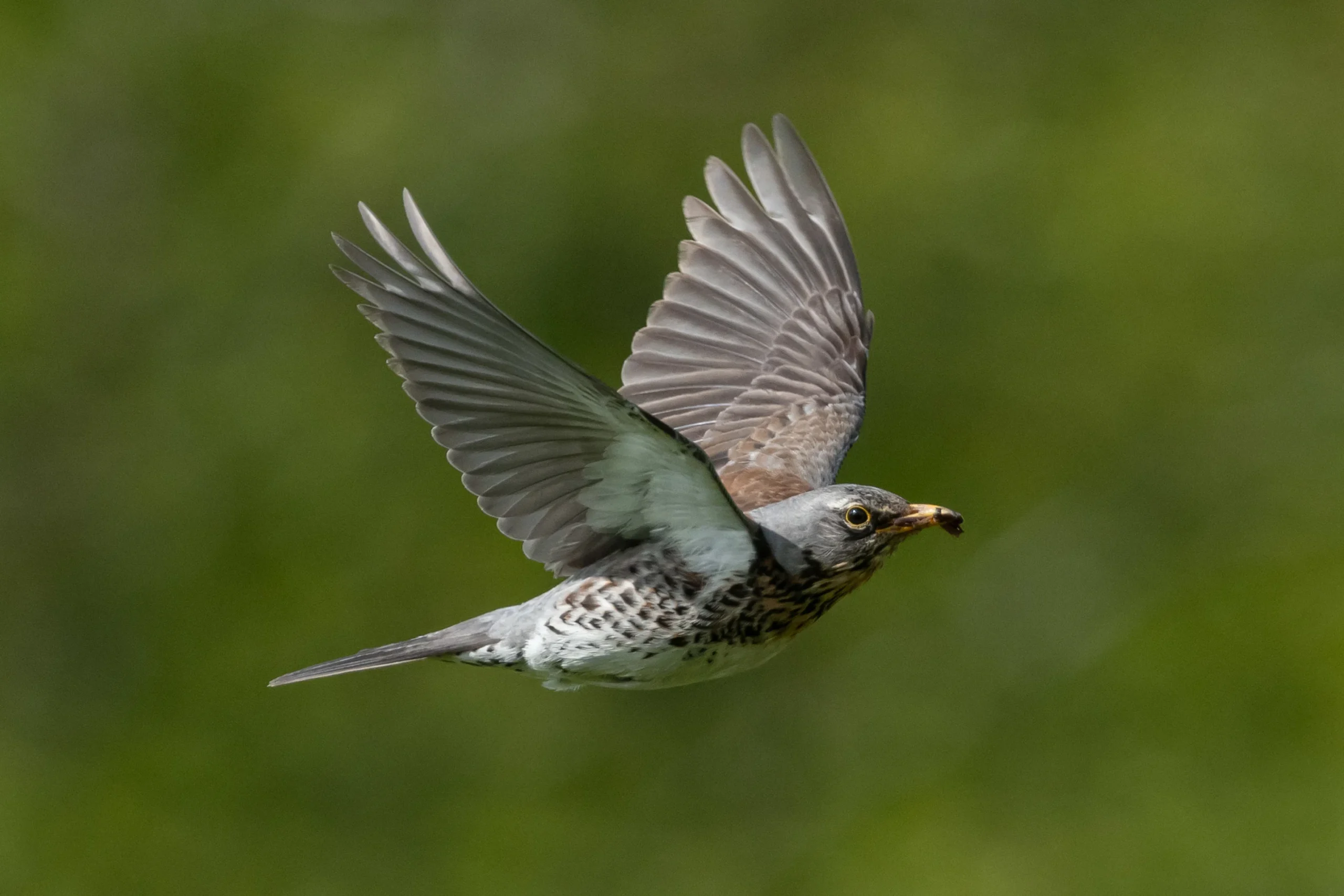 VERSELE-LAGA Verkäufe -VERSELE-LAGA Verkäufe Wacholderdrossel Franz J. Kovacs scaled